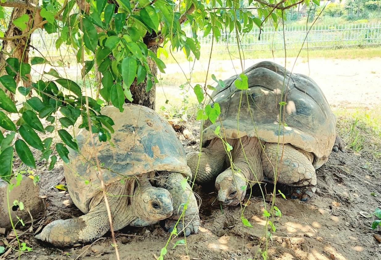 Mỹ Quỳnh Safari - Điểm Đến Thú Vị Cho Mọi Lứa Tuổi