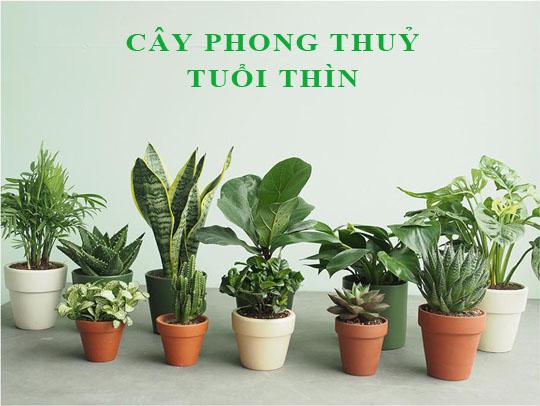 Người tuổi bính thình cũng có thể cân nhắc những loại cây mang màu sắc mệnh thổ