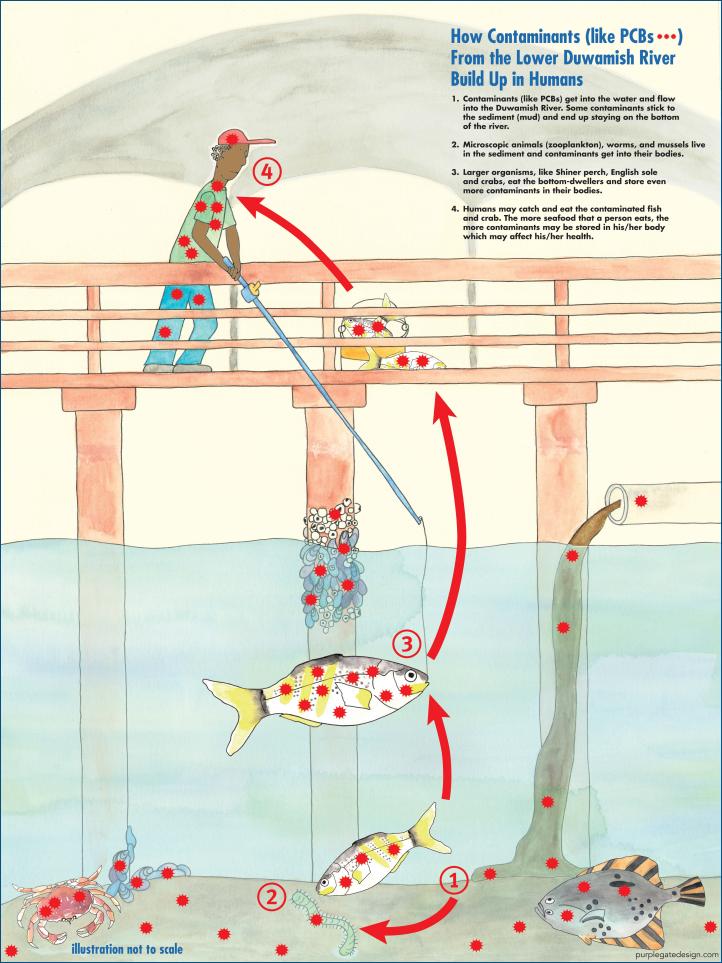 How contaminants, like PCBs, travel from the Lower Duwamish River to humans via fish. A number of steps are depicted: (1) pollutants enter the river, affecting fish, (2) larger fish eat smaller, contaminated fish, (3) birds and a person catch and eat the larger fish, and (4) a person directly influenced by river pollutants, all set against a backdrop of a bridge and river landscape.