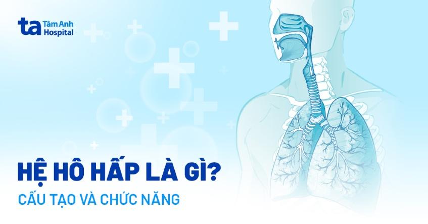 Hệ hô hấp là gì