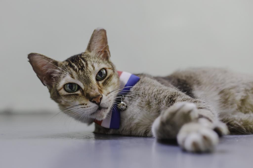 cat lying on the floor