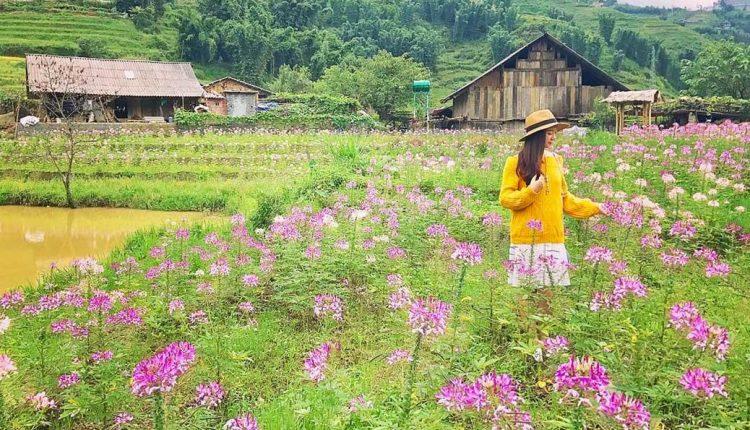 Sapa khoác lên mình áo mới vào mùa xuân