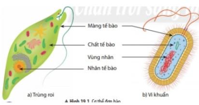 de-cuong-on-thi-hoc-ki-1-khtn-6-canh-dieu-1